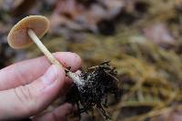 Agrocybe arvalis image