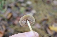 Agrocybe arvalis image