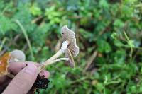 Agrocybe arvalis image