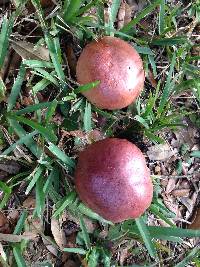 Butyriboletus floridanus image