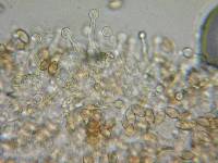 Galerina dimorphocystis image