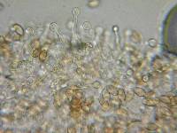 Galerina dimorphocystis image