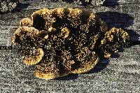Gloeophyllum sepiarium image