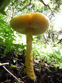 Amanita aureofloccosa image