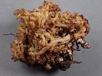 Ramaria gracilis image