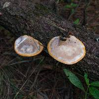 Fomitopsis schrenkii image