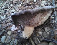Lactarius argillaceifolius image