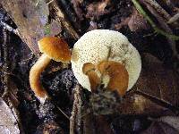 Gyroporus castaneus image