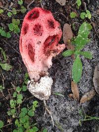 Clathrus crispus image