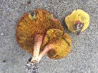 Phylloporus foliiporus image