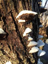 Trametes suaveolens image