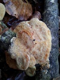 Trametes pubescens image