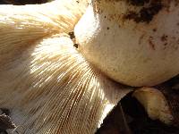 Tricholoma ustale image