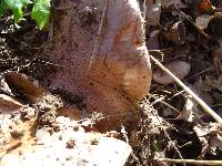 Tricholoma ustale image