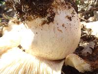 Tricholoma ustale image