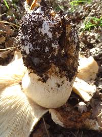 Tricholoma ustale image