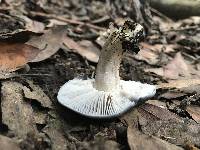 Entoloma bloxamii image