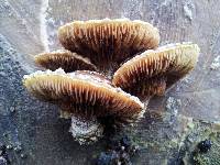 Hemipholiota populnea image