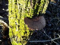 Daedaleopsis confragosa image