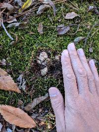 Tuber japonicum image