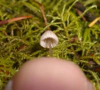 Mycena albidula image