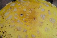 Amanita flavorubens image