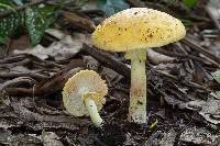 Amanita flavorubens image