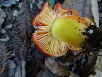 Hygrocybe laetissima image