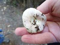 Russula ellenae image