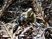 Clitocybe metachroa image