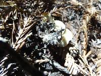 Clitocybe metachroa image