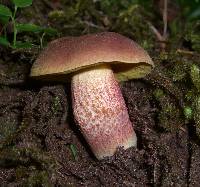 Boletus smithii image