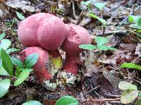 Boletus pallidoroseus image