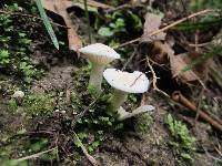 Hygrocybe angustifolia image