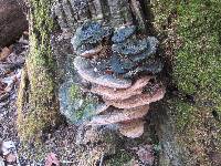 Ganoderma sessile image