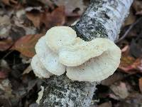 Trametes pubescens image