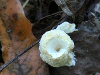 Oxyporus corticola image