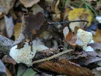 Oxyporus corticola image