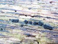 Metatrichia vesparium image