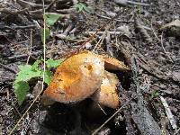 Suillus subaureus image