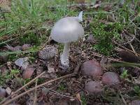 Amanita sect. Vaginatae image