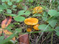 Hygrocybe psittacina var. perplexa image