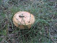 Paxillus involutus image