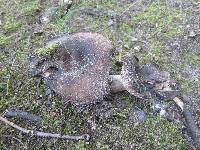 Russula densifolia image