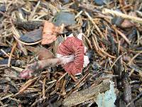 Melanophyllum haematospermum image