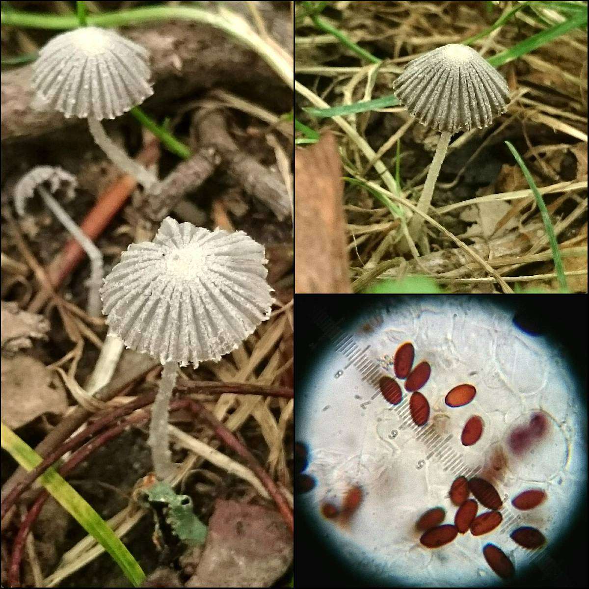 Coprinopsis candidata image