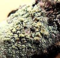 Lecanora strobilina image