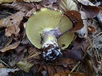 Suillus luteus image