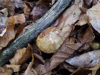 Suillus placidus image