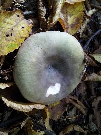 Russula cyanoxantha image